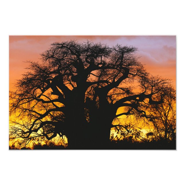 Impression Photo arbre baobab africain, Adansonia digitata, (Devant)