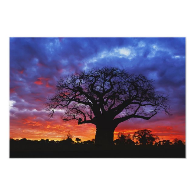 Impression Photo arbre baobab africain, Adansonia digitata, 2 (Devant)
