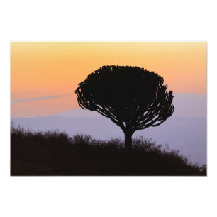 Impression Photo Arbre candélabre découpé à l'aube,