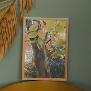 Impression Photo Arbre coloré japonais Stewartia