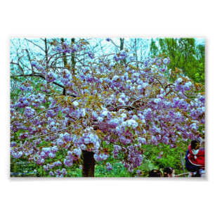 Impression Photo Arbre d'amande dans le jardin de Monet