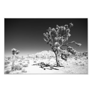 Impression Photo Arbre de Joshua