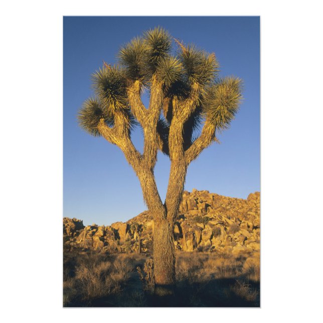 Impression Photo Arbre de Josué, Yucca brevifolia), et granite (Devant)