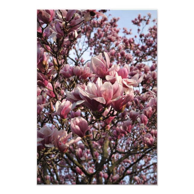 Impression Photo Arbre de magnolia rose 13"x19" (Devant)