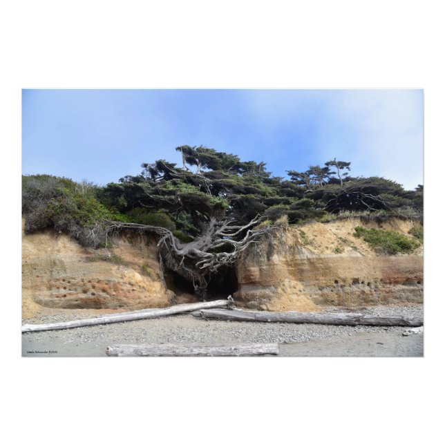 Impression Photo Arbre de vie 36X24 - Kalaloch, WA (Devant)