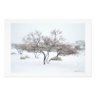 Impression Photo Arbre enneigé par Sidharta Pascual