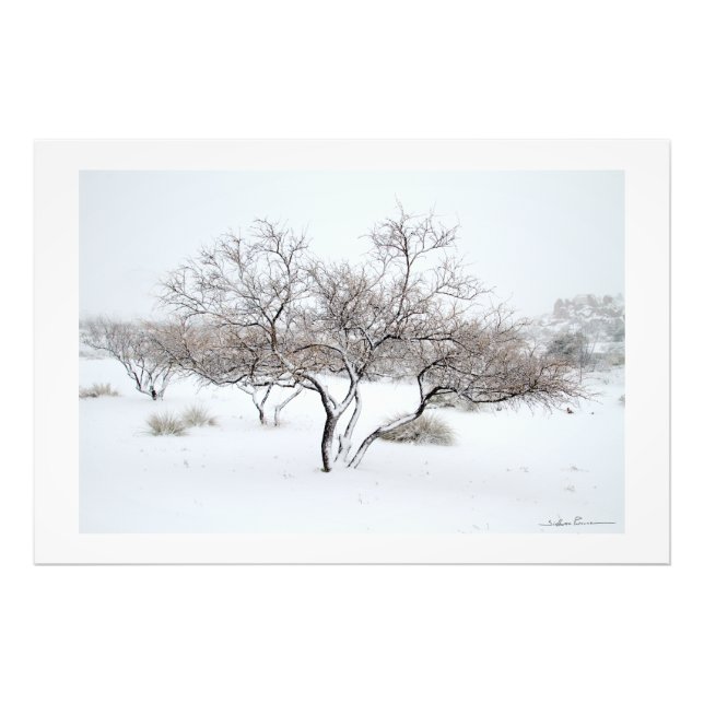 Impression Photo Arbre enneigé par Sidharta Pascual (Devant)