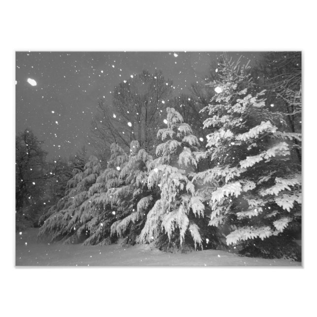 Impression Photo Arbre Evergreen noir et blanc tempête de neige (Devant)