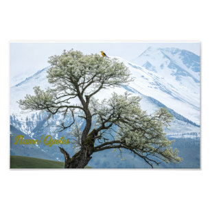 Impression Photo Arbre fleuri solitaire et montagnes enneigées