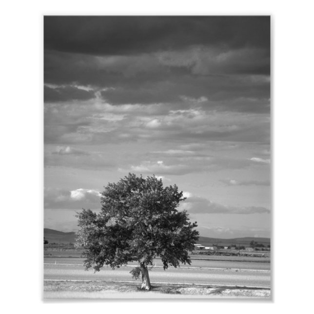 Impression Photo Arbre Lone, Idaho Wilder (Devant)