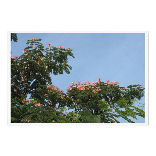 Impression Photo Arbre Mimosa 36"x24" (Devant)