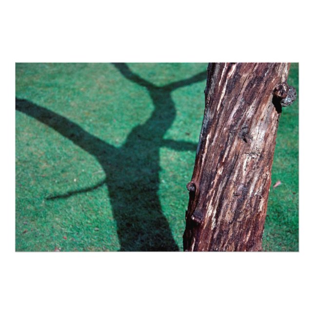 Impression Photo Arbre mort (Devant)