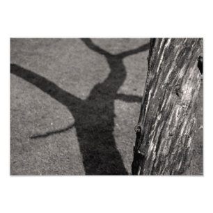 Impression Photo Arbre mort