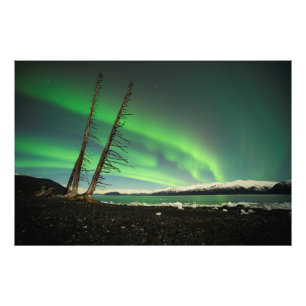 Impression Photo Arbre penché Aurora