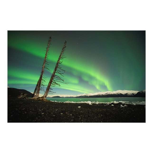 Impression Photo Arbre penché Aurora (Devant)