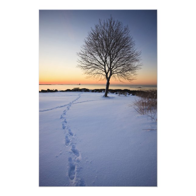 Impression Photo Arbre solitaire dans la neige fraîche à New Castle (Devant)