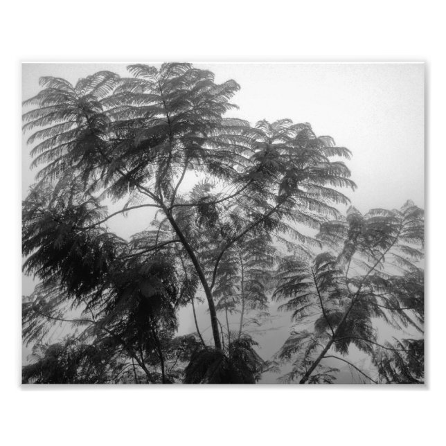 Impression Photo Arbre tropical Noir et blanc dans le brouillard (Devant)