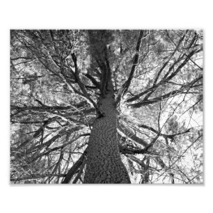 Impression Photo Arbre vieux abstrait