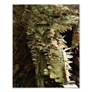 Impression Photo Arbres