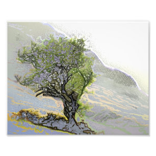 IMPRESSION PHOTO ARBRES