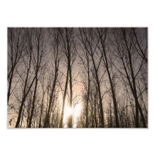 Impression Photo arbres