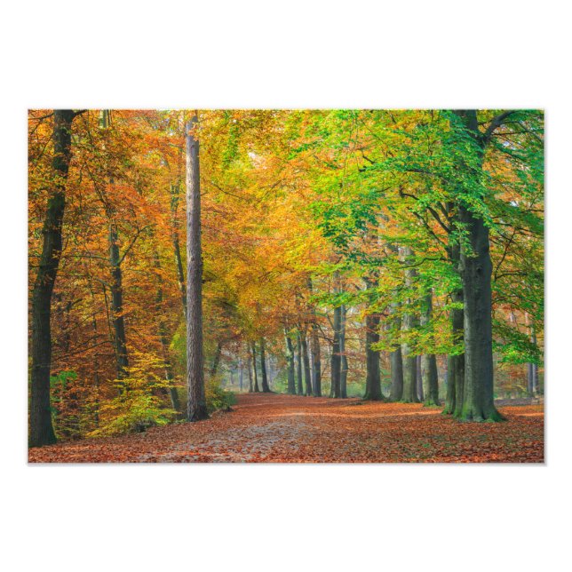 Impression Photo Arbres avec feuillage d'automne dans une forêt (Devant)