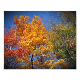 Impression Photo Arbres d'automne colorés