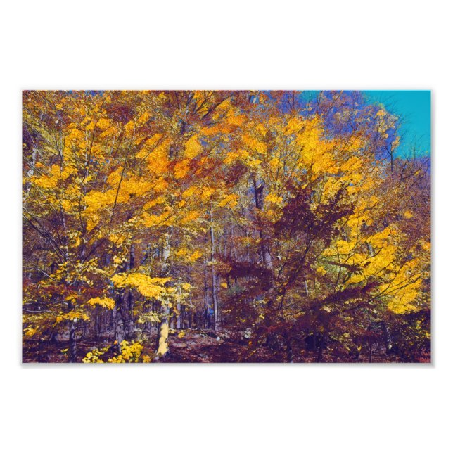 Impression Photo Arbres de automne rapaces (Devant)