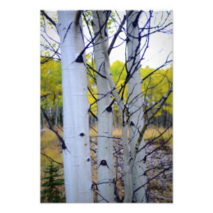 Impression Photo Arbres de bouleau du Colorado