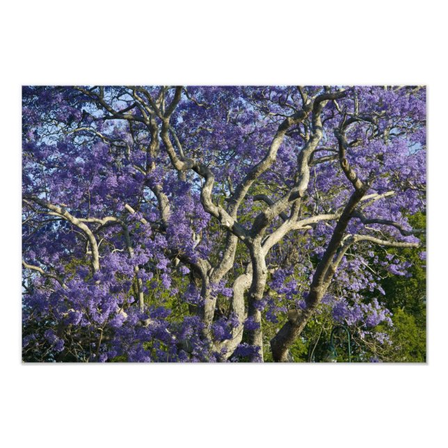 Impression Photo Arbres de jacaranda en fleurs dans le parc New Far (Devant)