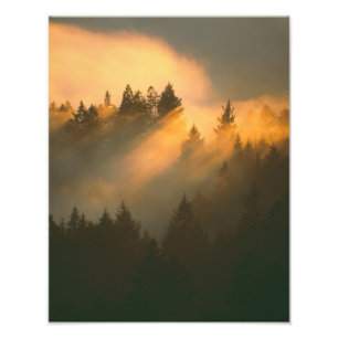 Impression Photo Arbres de séquoia dans le brouillard côtier, comté