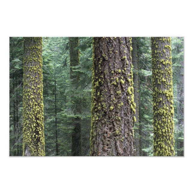 Impression Photo arbres de Séquoia géants dans la forêt, Sequoia et (Devant)