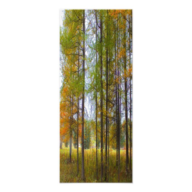 Impression Photo Arbres en automne (Devant)