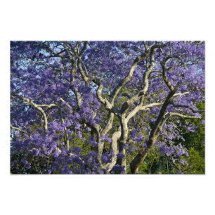 Impression Photo Arbres Jacaranda en fleurs dans le parc New Farm,