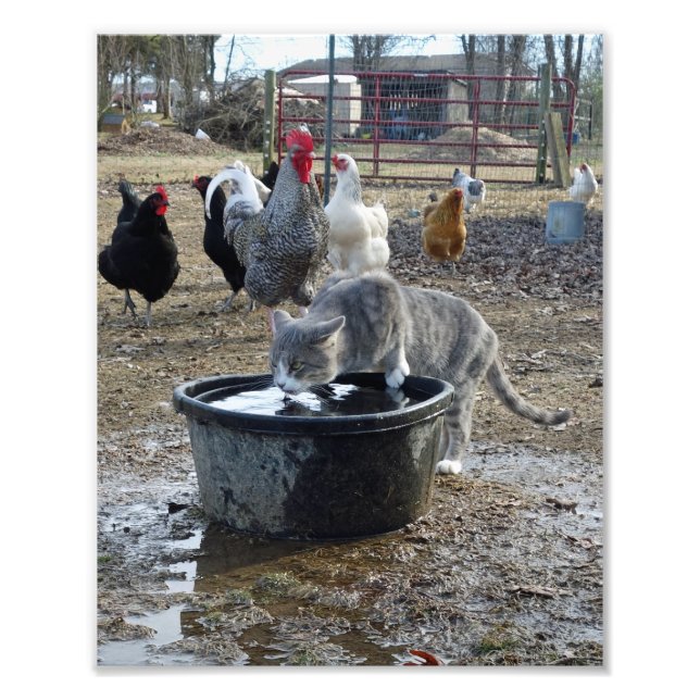 Impression Photo Archie et les poules (Devant)