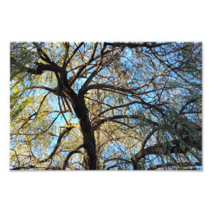 Impression Photo Arcs de lumière