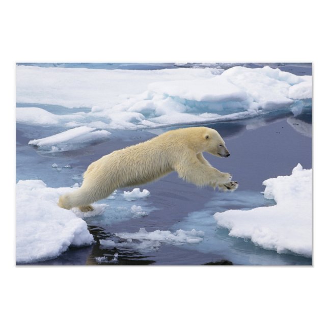 Impression Photo Arctique, Svalbard, Ours polaire s'étendant (Devant)
