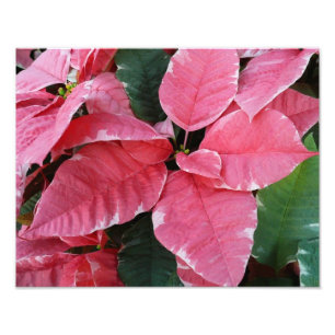Impression Photo Argent Star Marbre Poinsettias Pink Holiday Floral