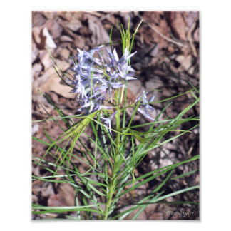 Impression Photo Arkansas Bluestar Needleleaf