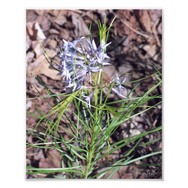 Impression Photo Arkansas Bluestar Needleleaf (Devant)