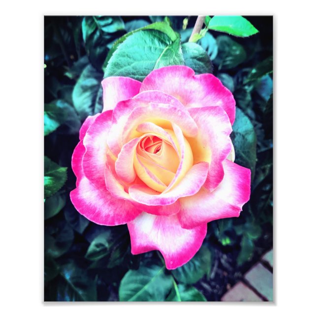 Impression Photo Arrêter et sentir les Roses (Devant)