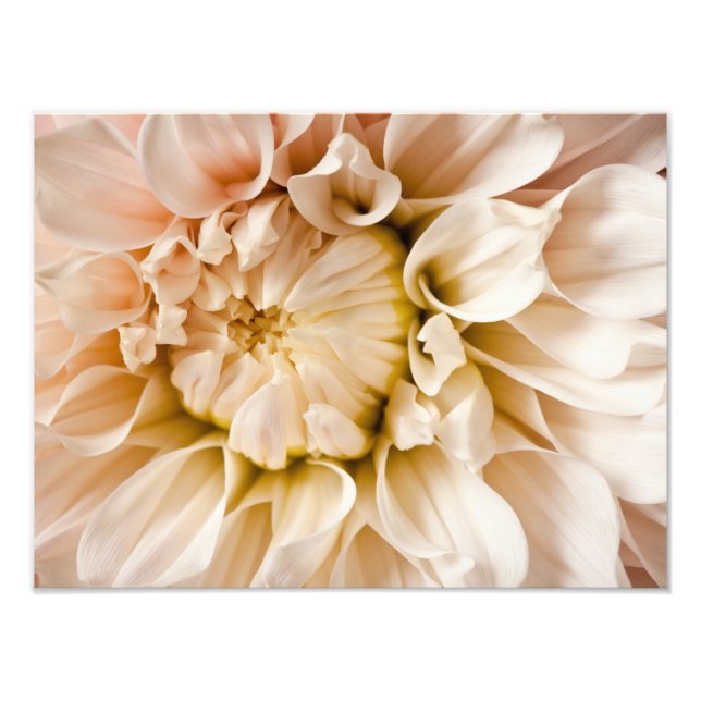 Impression Photo Arrière - plan Dahlia Peach, Pink, White & Cream (Devant)