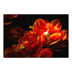 Impression Photo Arrière - plan rouge tulipes foncé