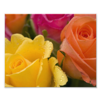 Impression Photo Arrosage sur Roses Jaunes et Rose