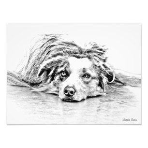 Impression Photo Art australien de chien de berger