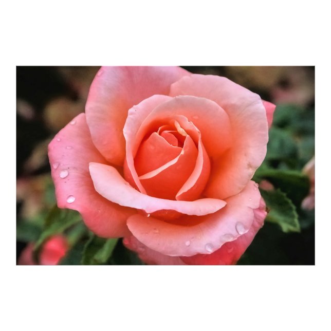 Impression Photo Art botanique romantique Rose Imprimer (Devant)