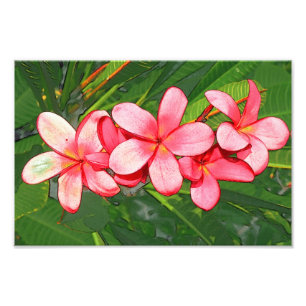 Impression Photo Art de Frangipanier Tropical Rose