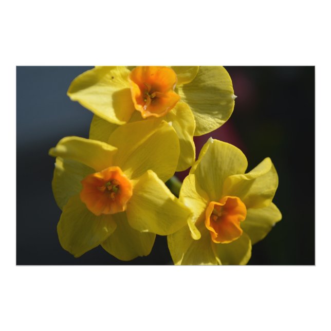 Impression Photo Art de la fleur de la jonquille jaune printemps. (Devant)