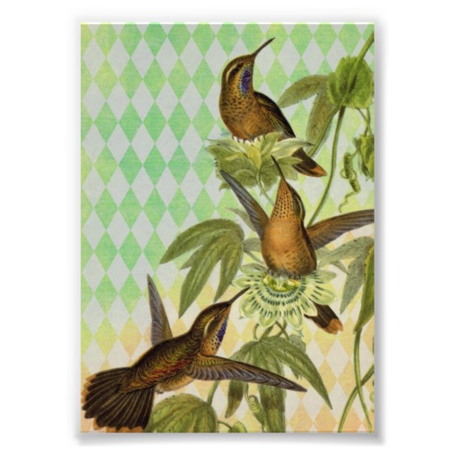 Impression Photo Art numérique de colibri (Devant)