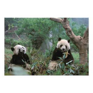 Impression Photo Asie, Chine, Chengdu. Sanctuaire des pandas géants
